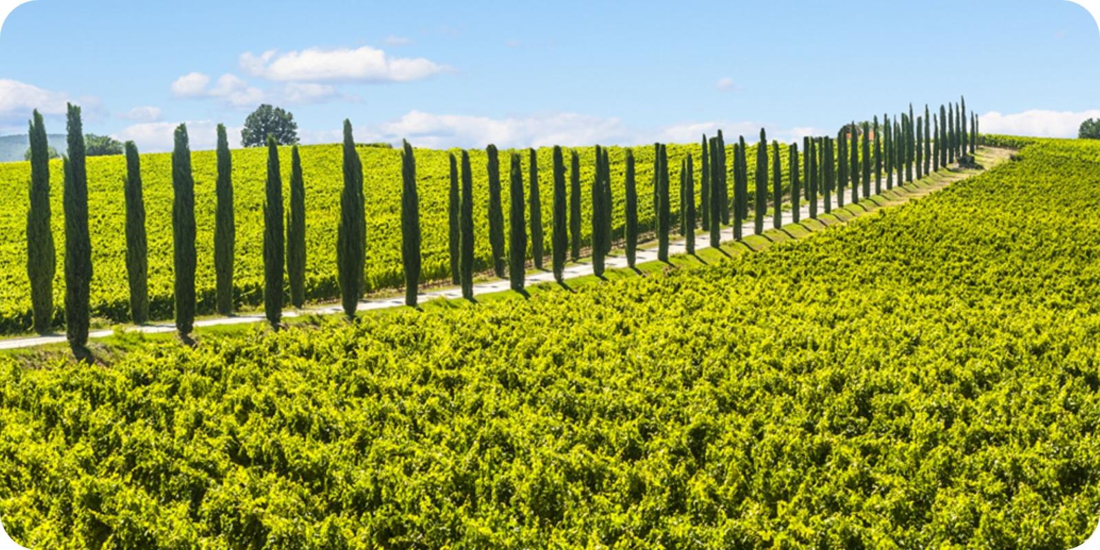 Afbeeldingsresultaat voor umbria banner