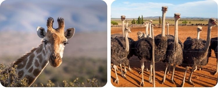 Zuid-Afrika voor beginners. Dit moet je weten voor je vertrek